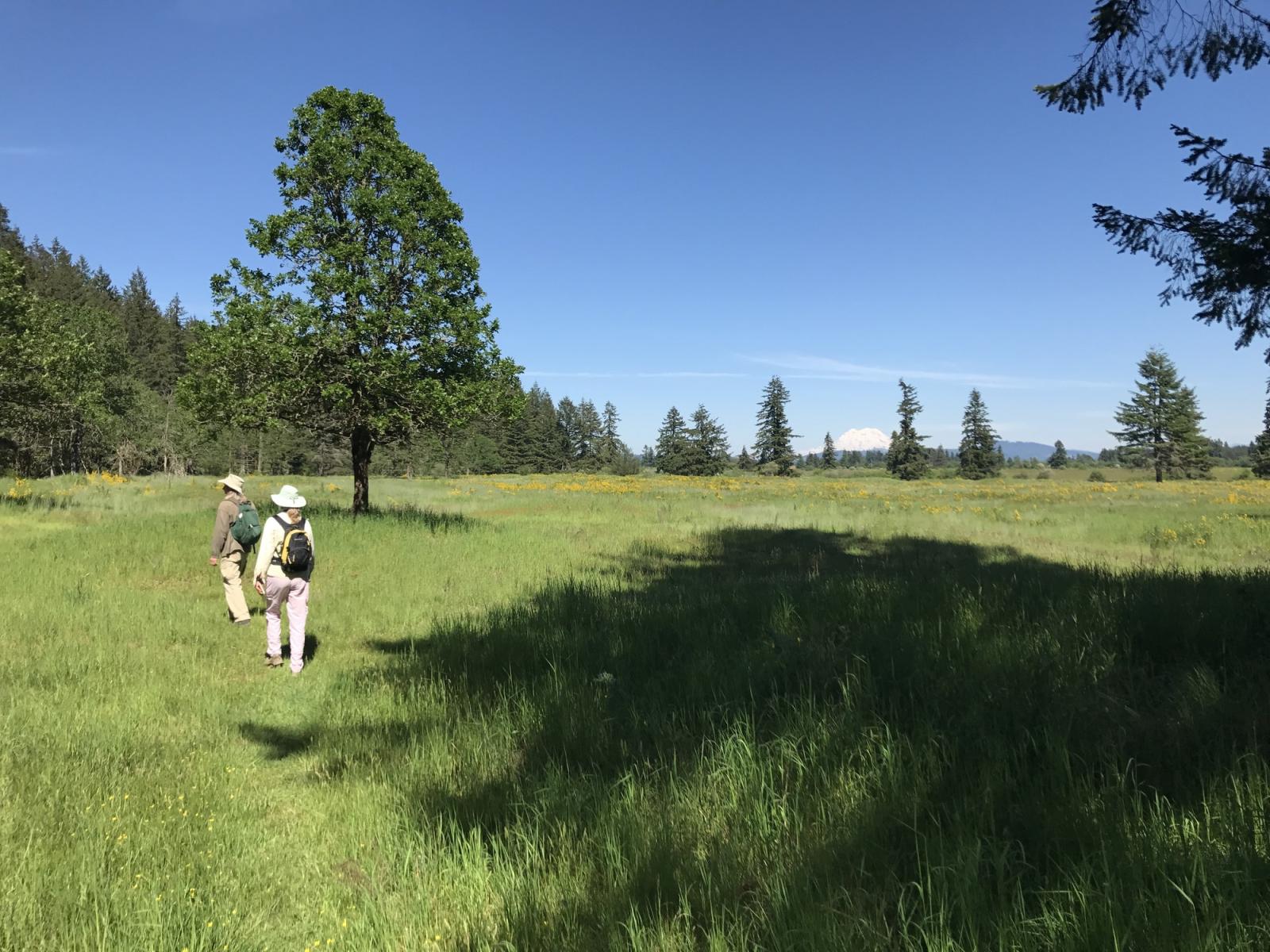 Two biologists survey for Mardon skipper butterflies in the spring prairie habitat at Scatter Creek Wildlife Area