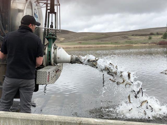 WDFW hatchery trout truck planting fish