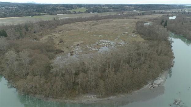 Wetland and trees surrounded by water