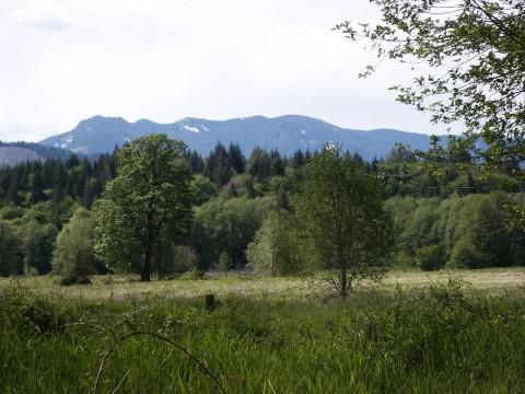 Kiona Unit of the Cowlitz Wildlife Area 