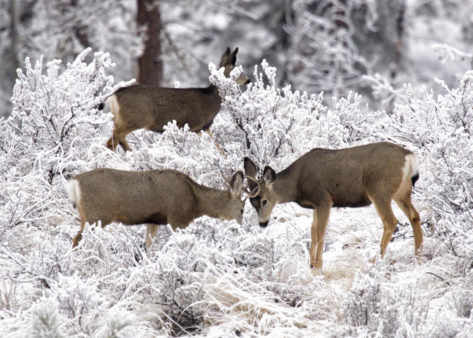 Mule deer in the Methow Valley