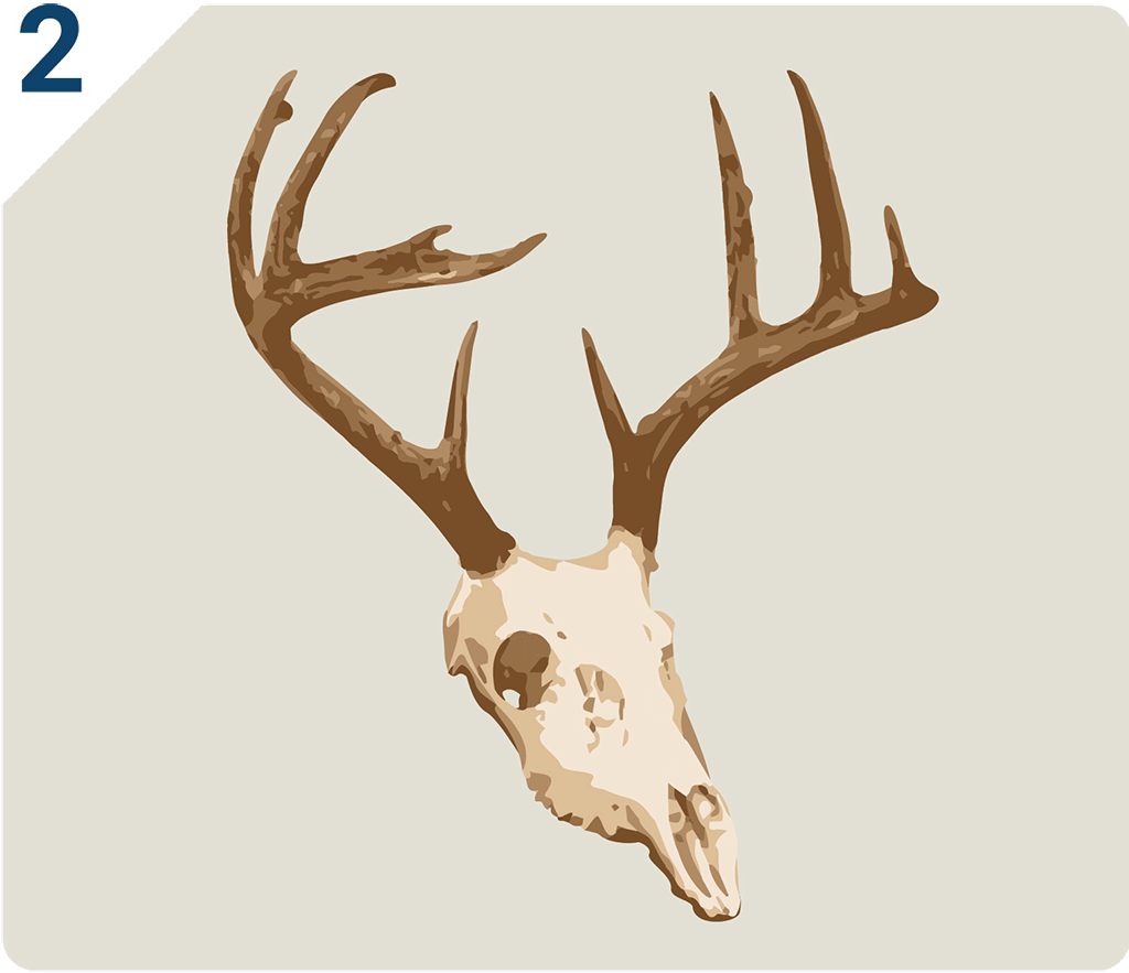 Bare deer skull with antlers