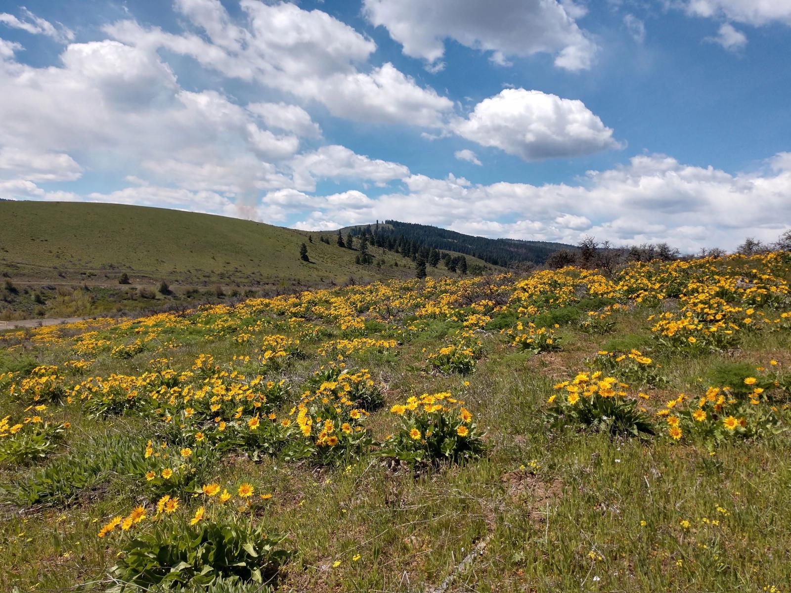 Blooming flowers in shrubsteppe habitat