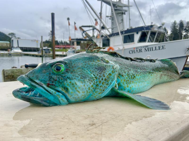 Lingcod.