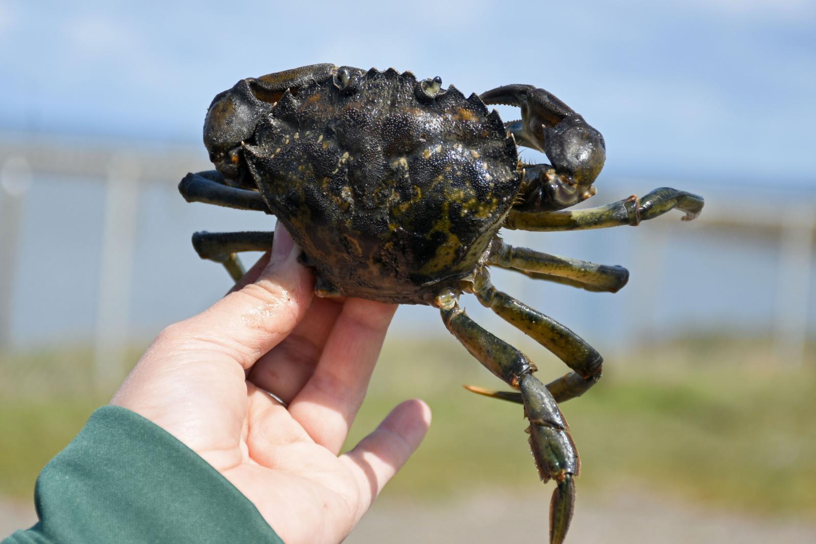 A large invasive European green crab captured on Washington Coast.