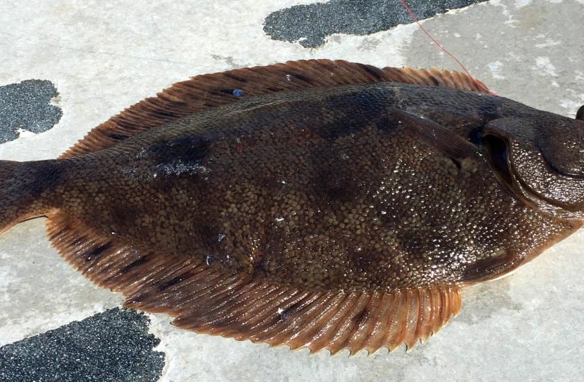 Northern rock sole lying flat on a boat deck. Dark brown coloration with blackish spots.