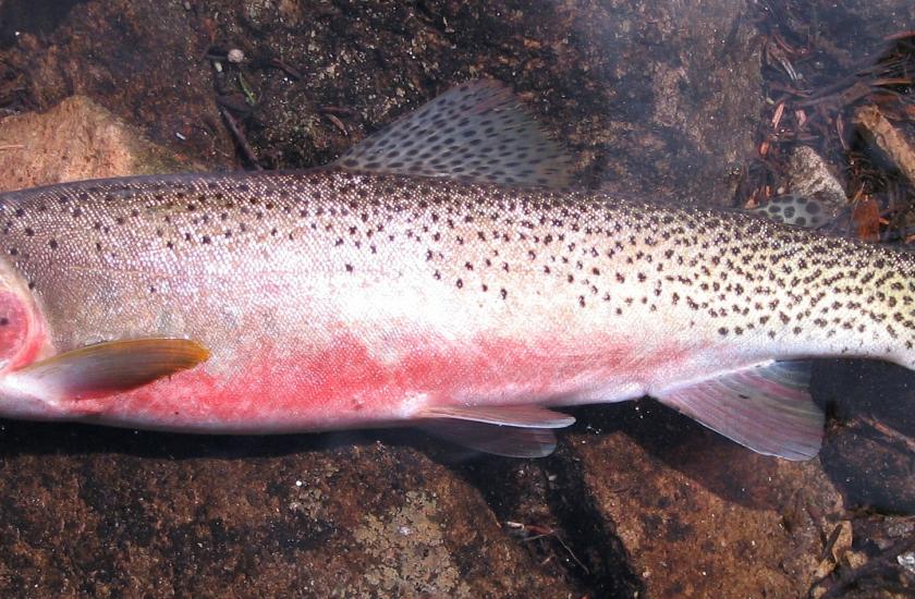 Freshly caught cutthroat trout lying on the rocks with reddish belly and dark spots on back and fins