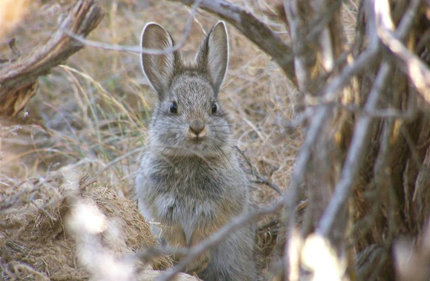 Pygmy rabbit