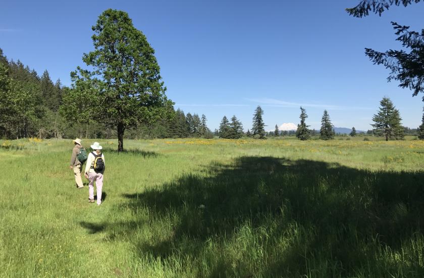 Two biologists survey for Mardon skipper butterflies in the spring prairie habitat at Scatter Creek Wildlife Area