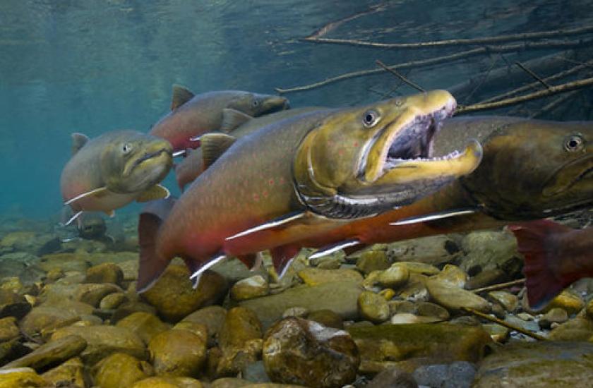 bull trout swimming