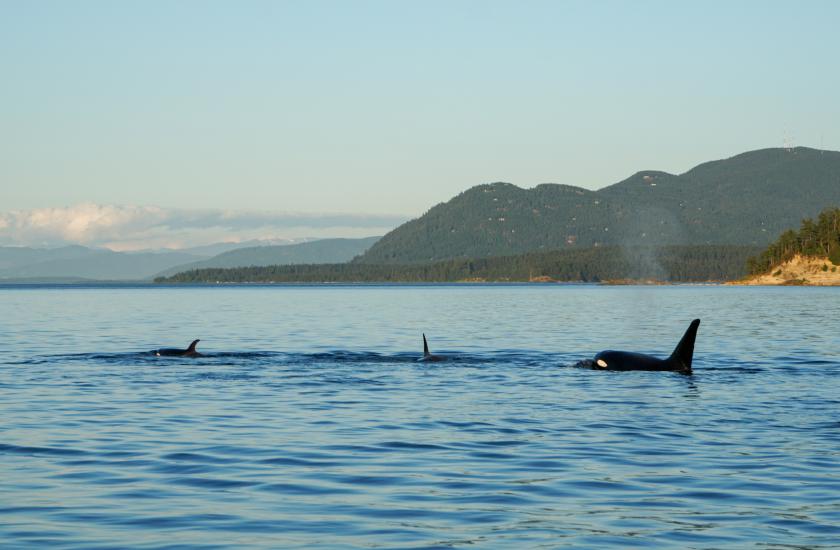 Orcas in San Juan Islands