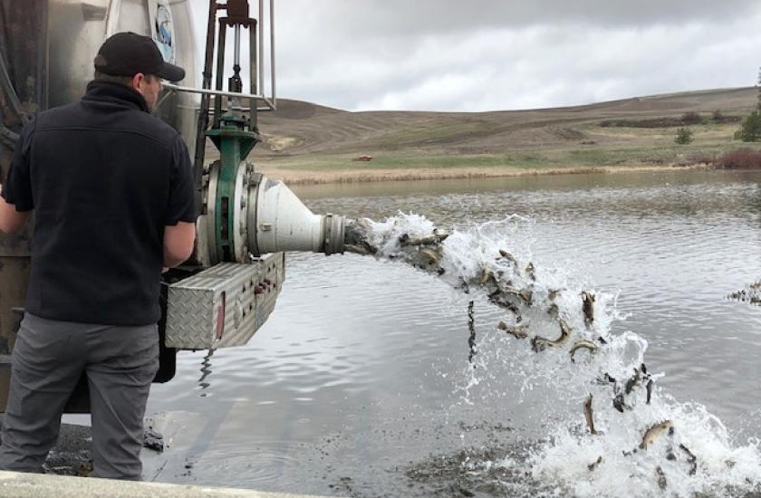 WDFW hatchery trout truck planting fish