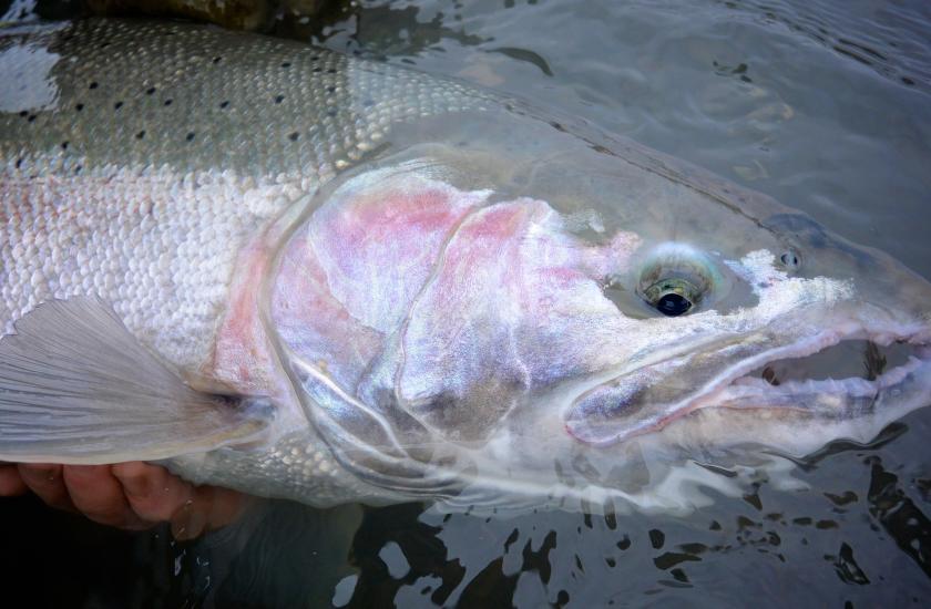 Grays Harbor river wild steelhead