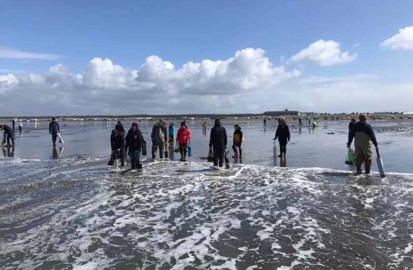 Razor clam digging at Copalis Beach