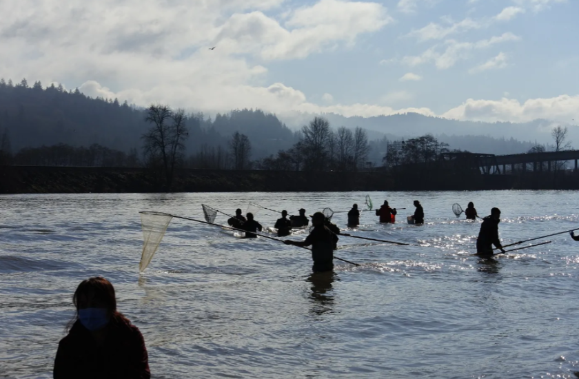 Dip netters fish for smelt on the Cowlitz River in March 2022. 