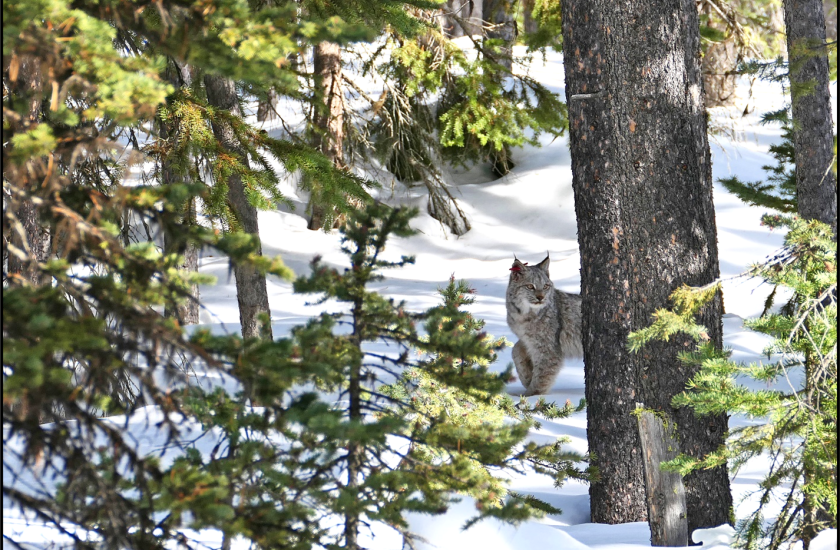 A lynx in the snow.