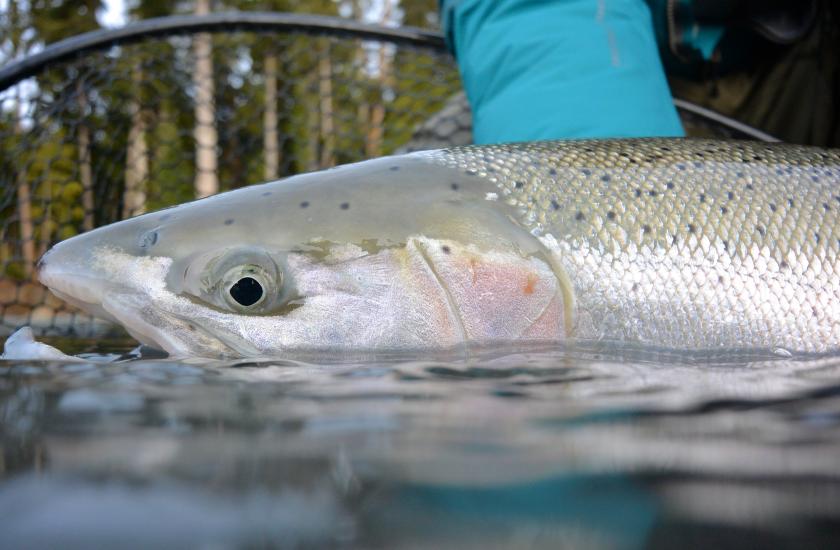 Coastal steelhead