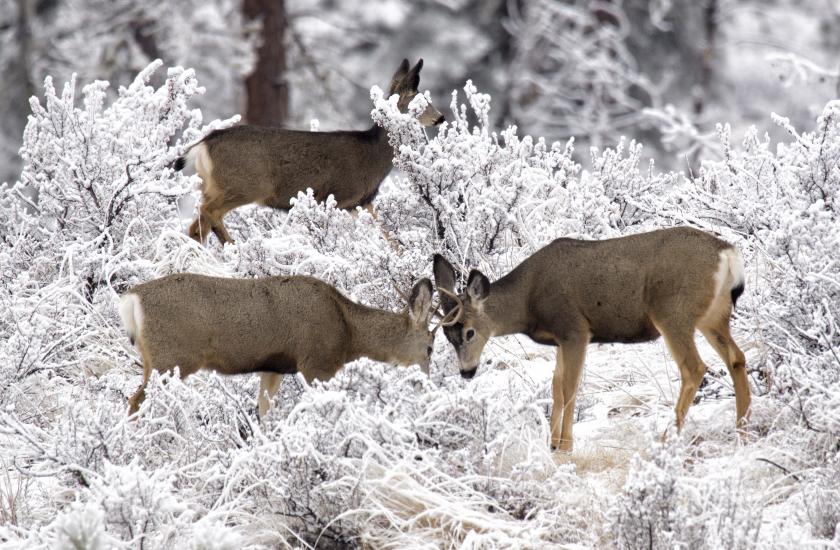 Mule deer in the Methow Valley