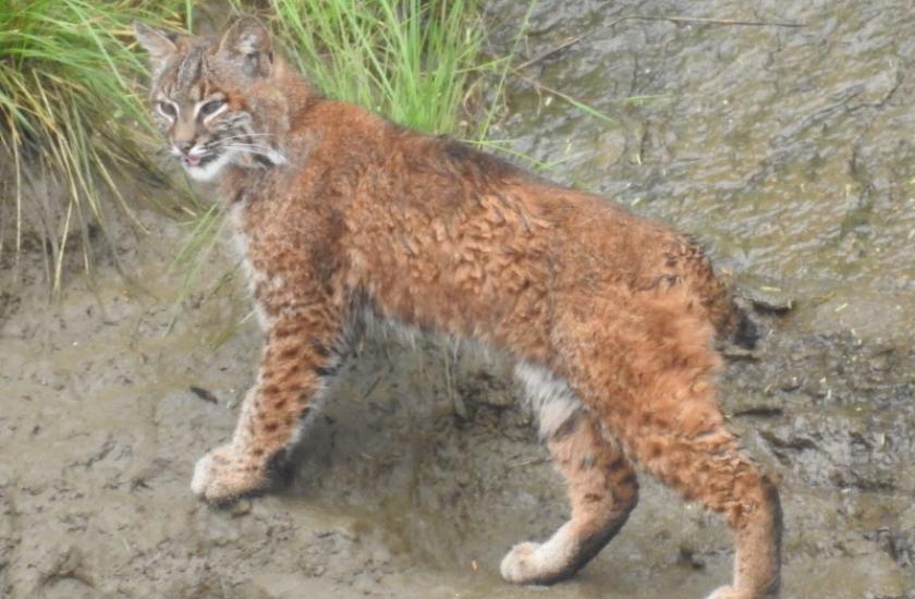 A bobcat in the woods