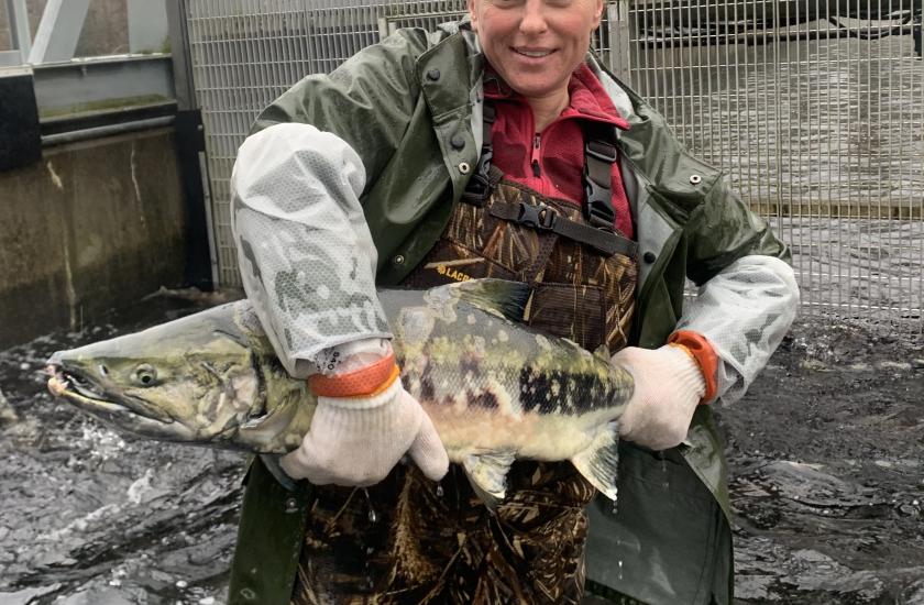 Chum salmon spawning at Kendall Creek Hatchery