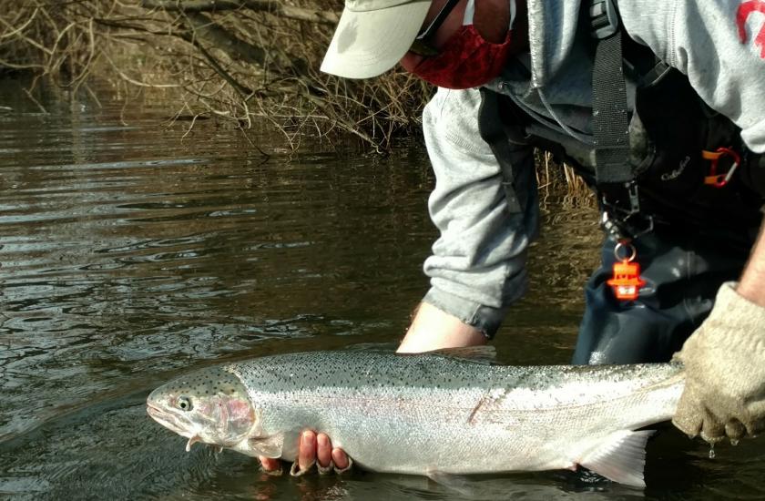 Hatchery steelhead held in water