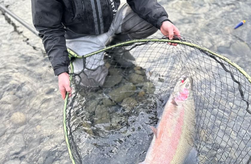 Man holds net containing steelhead