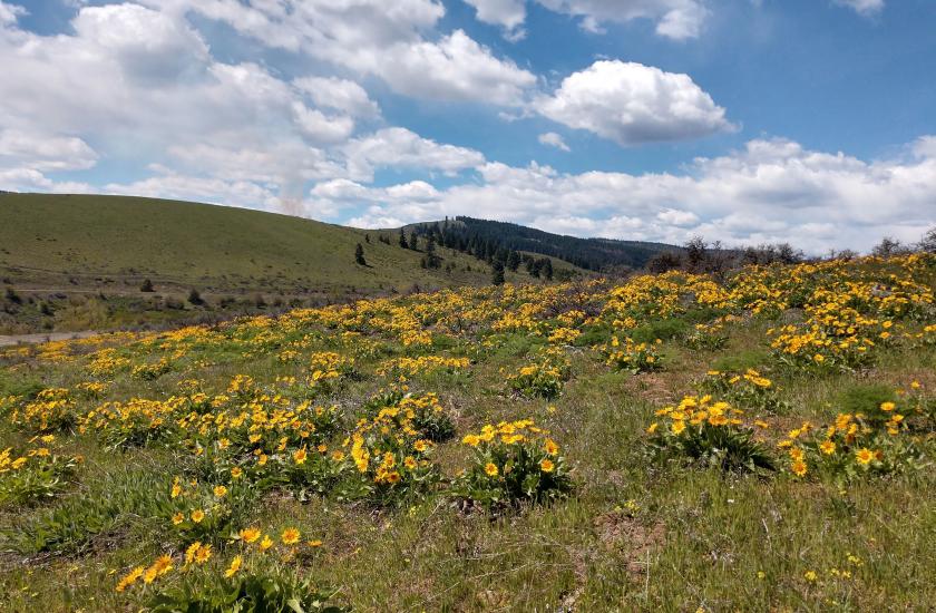 Blooming flowers in shrubsteppe habitat