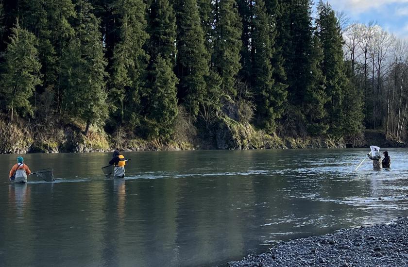 Harvesters dip for smelt in the Cowlitz River.