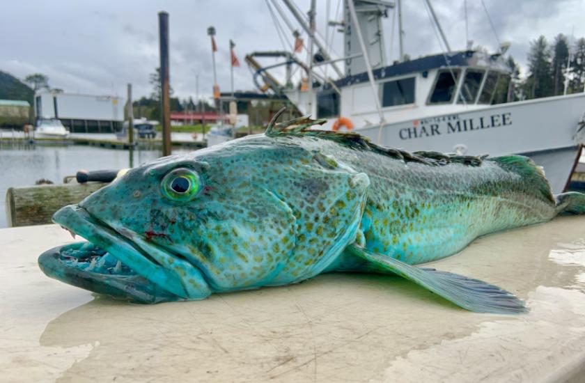 Lingcod.