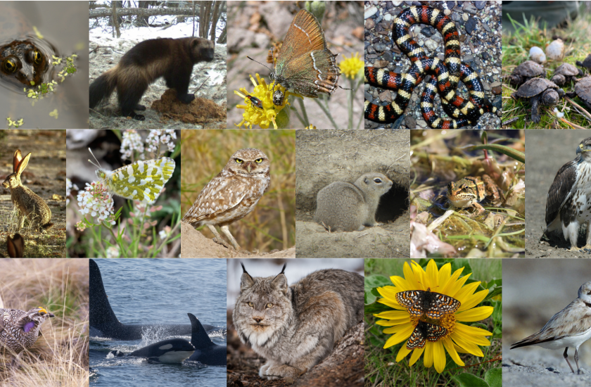 Photo collage of various animal species showcasing Washington State's biodiversity