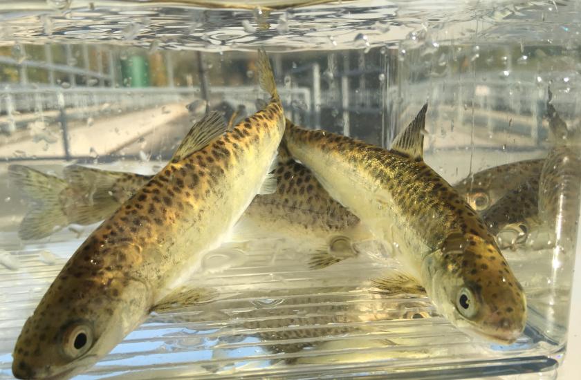 Spring Chinook salmon smolts at WDFW hatchery