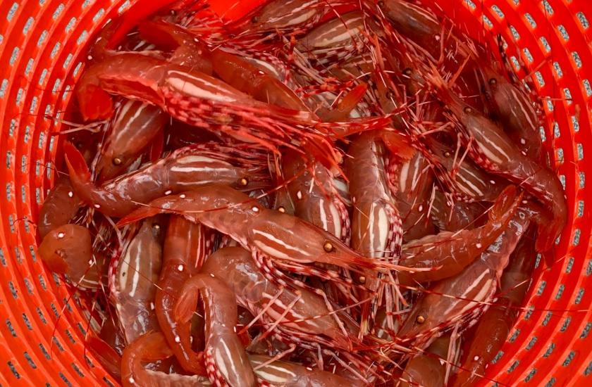 Spot shrimp caught in the San Juan Islands