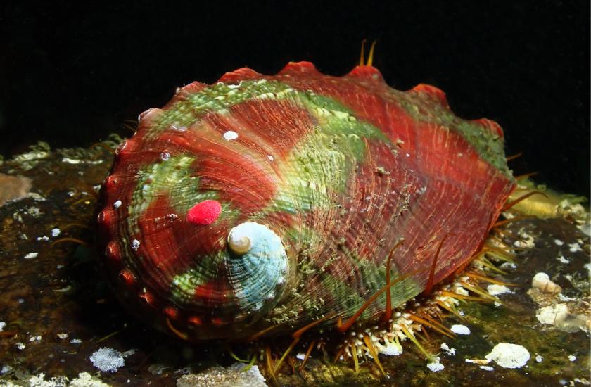 Juvenile abalone on rocky reef habitat