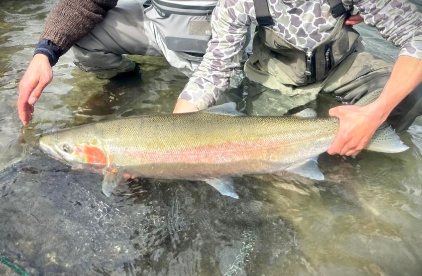 Skagit River Basin wild steelhead. Photo by Theodore Charles