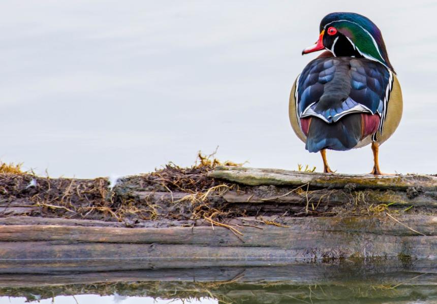 Wood duck on log