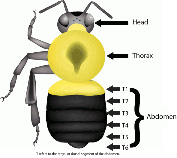 Bumble bee anatomy