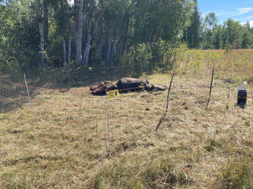 Carcass surrounded by electric fence