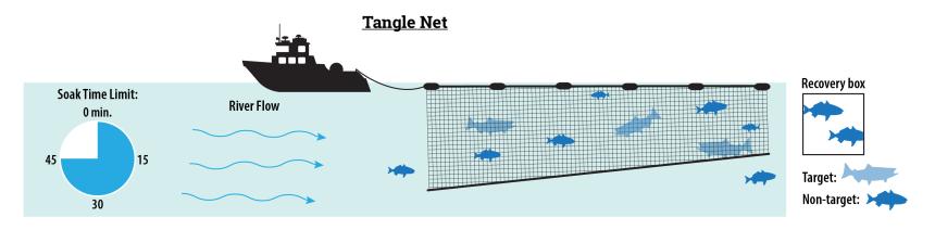 Tangle net illustration