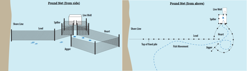 A side view and top-down view of a pound net