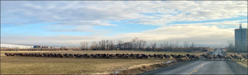 Herd of elk being hazed out from commercial crops near state line