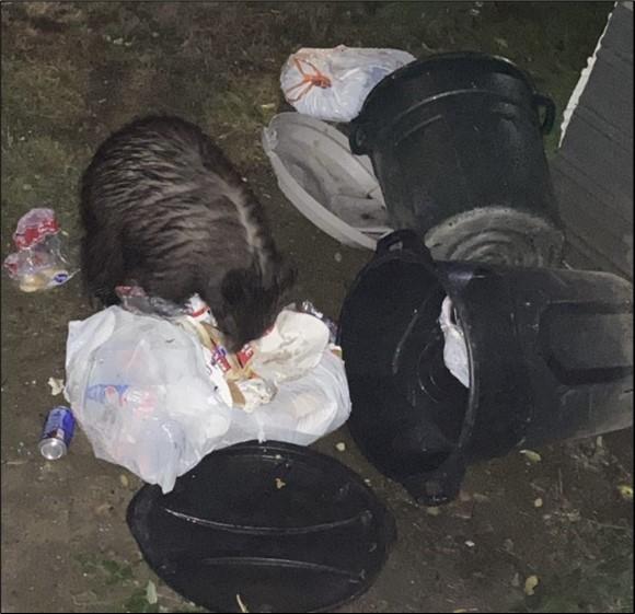 Bear cub rummaging through trash.