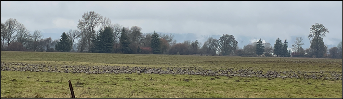 Several hundred cackling geese