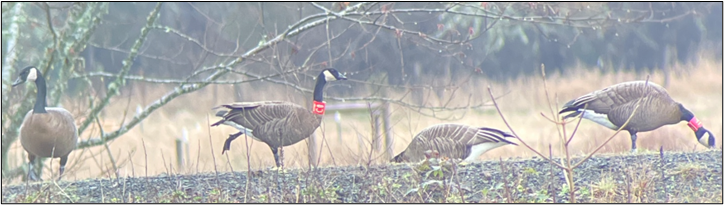 Dusky geese