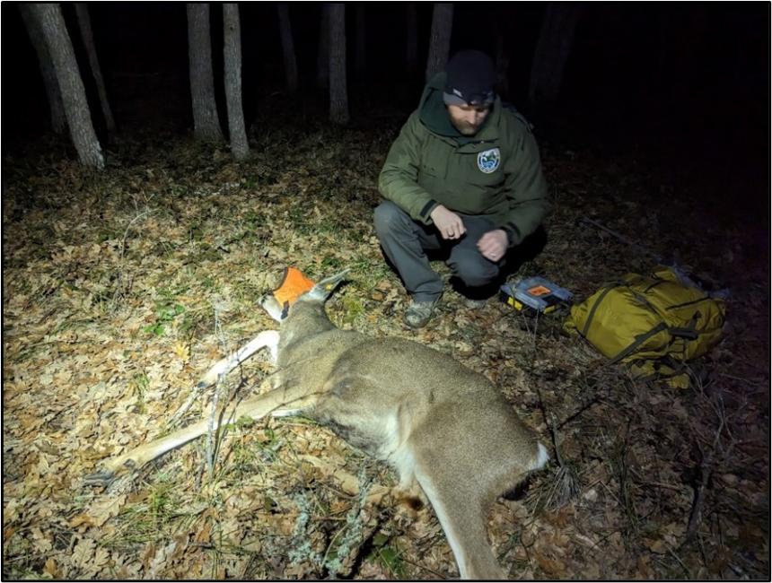 Immobilized mule deer