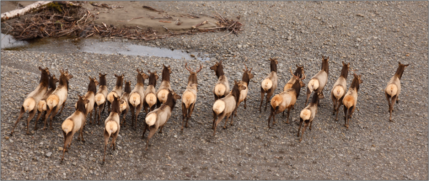 A group of elk along the Bogachiel River