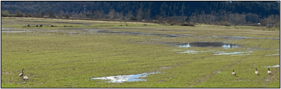 Geese spotted in a flooded field.