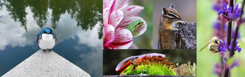 Collage of Washington wildlife featuring a swallow, chipmunk, newt, frog, and bumble bee