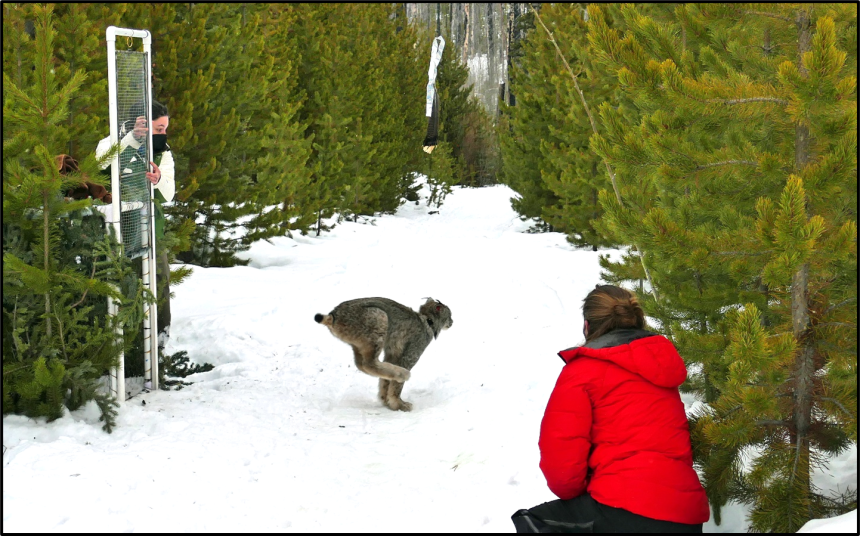 A lynx being released into the snow