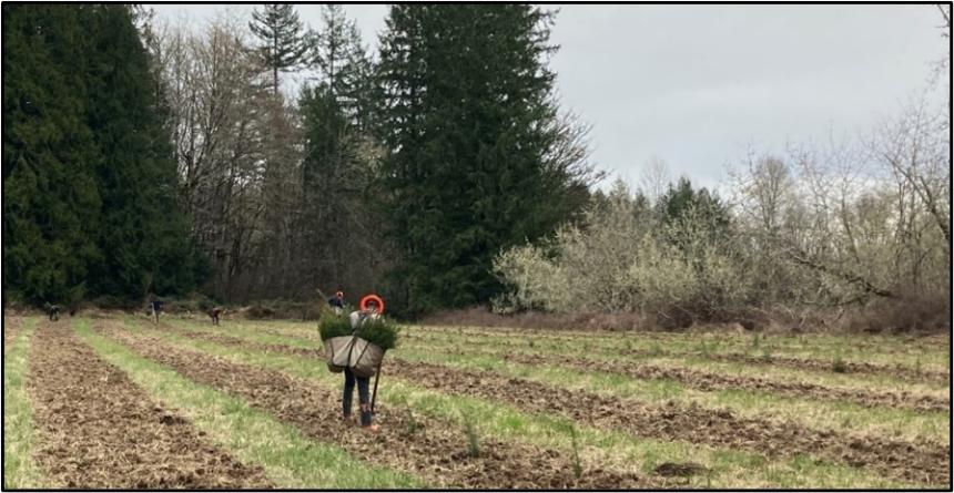 A person planting trees.