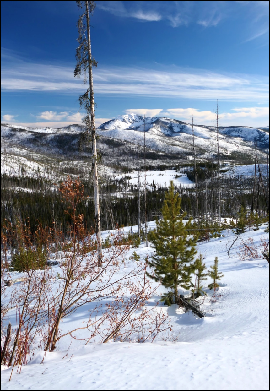 A recovering lynx habitat in the Tripod Burn area